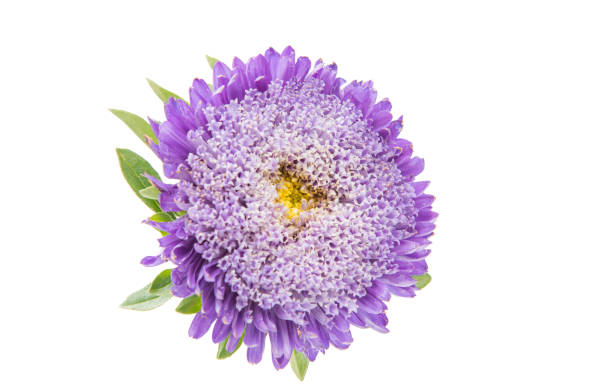 istock Beautiful flower aster isolated 817402322