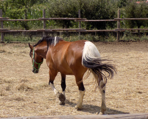 istock Beautiful thoroughbred horse with a colored tail walks 817405664
