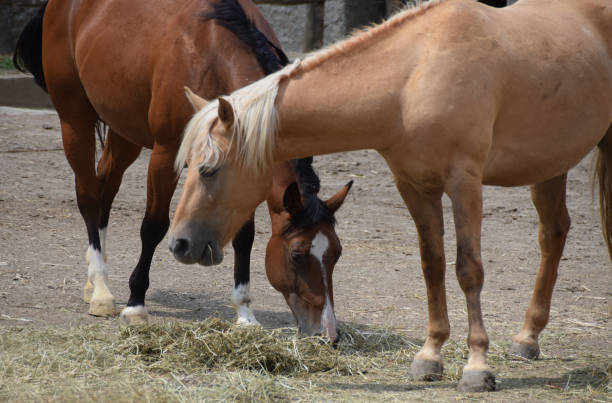 istock Beautiful thoroughbred horses on the ranch 817405750