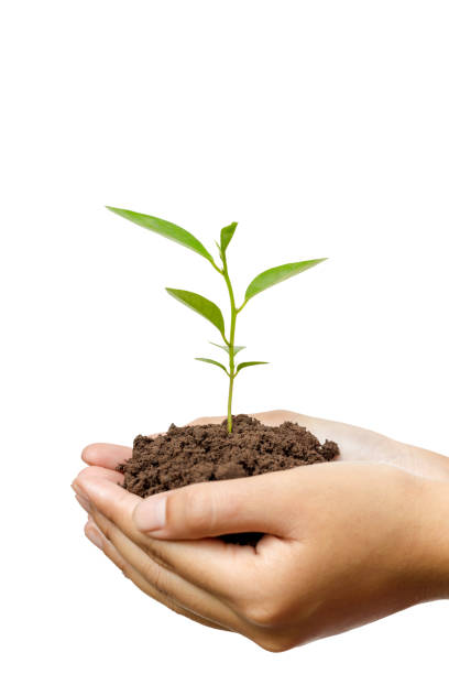 istock Hands holding a young plant in soil isolated on white background 817409788