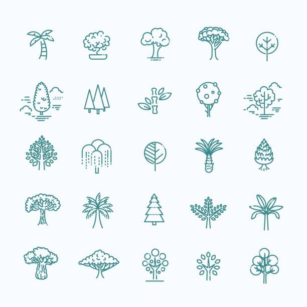 illustrazioni stock, clip art, cartoni animati e icone di tendenza di set di icone linea vettoriale della forma albero - salice