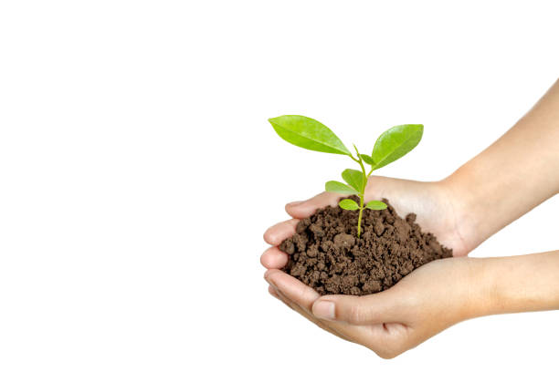istock Hands holding a young plant in soil isolated on white background 817414540