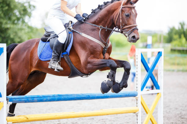 istock Bay horse with rider jumping over obstacle 817414774