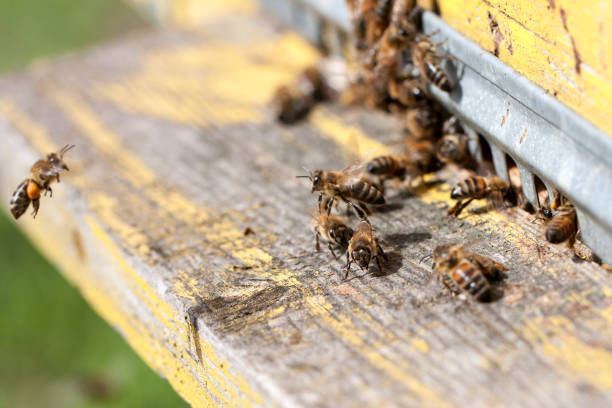 istock The bees at front hive entrance close-up 817414870