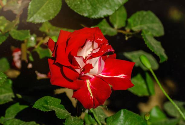 Close up of fresh red rose in garden as a background.