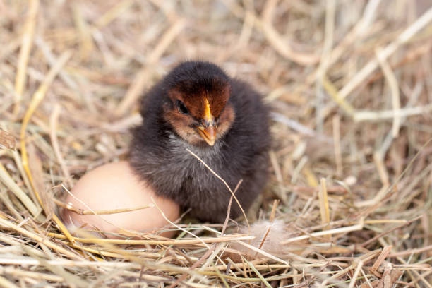 istock baby chicken with eggs in the straw nest 817415054