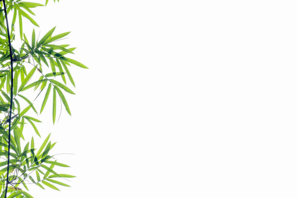 istock Bamboo leaves  isolated on white background 817415320