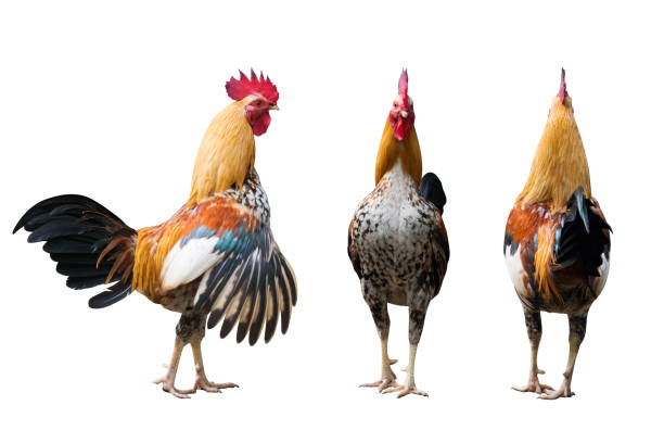 istock Chicken Rooster Beside , front and back  view isolated on white background (Die cutting) 817415386