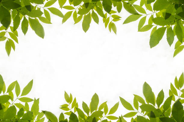 zielony liść ramki izolować na białym tle - sunlight dappled summer leaf zdjęcia i obrazy z banku zdjęć