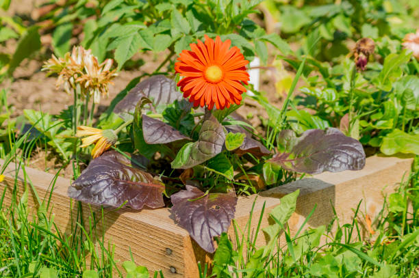 istock orange gerbera in the garden 817417474