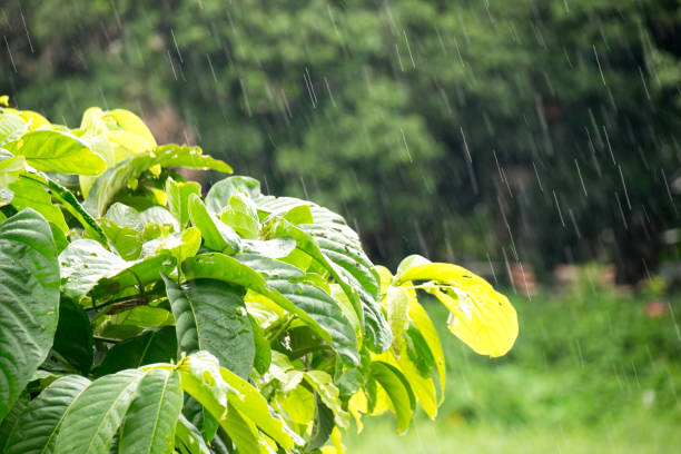 istock Green Leaves on the branches in Rain falls 817419706