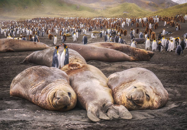 Large elephant seals lying on the ground looking at camera with colony of king penguins in the background. South Georgia Island. Two adult king penguins stand between large elephant seals on a black sand beach on South Georgia Island during breeding season. falkland islands photos stock pictures, royalty-free photos & images