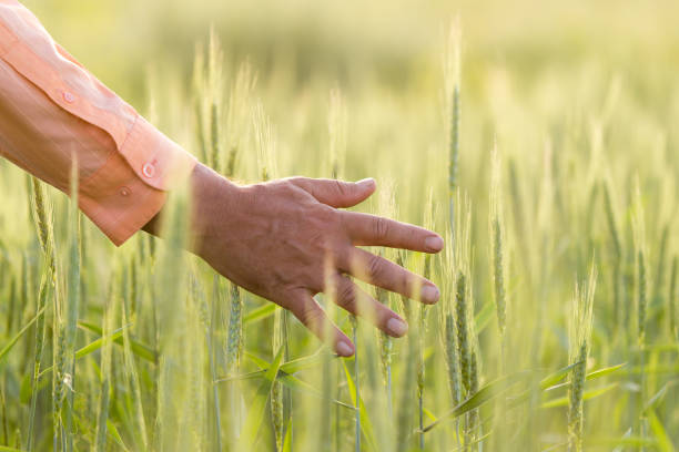 istock hand on an ear of wheat 817425344