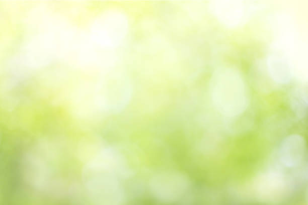 istock Abstract blurred natural background, Spring or summer season 817425686