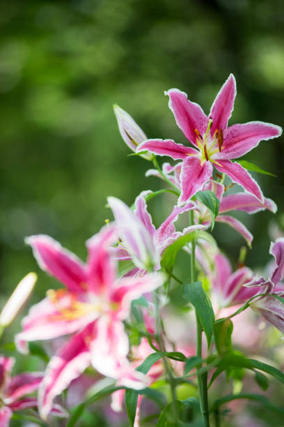 istock Colorful lily flower 817425696