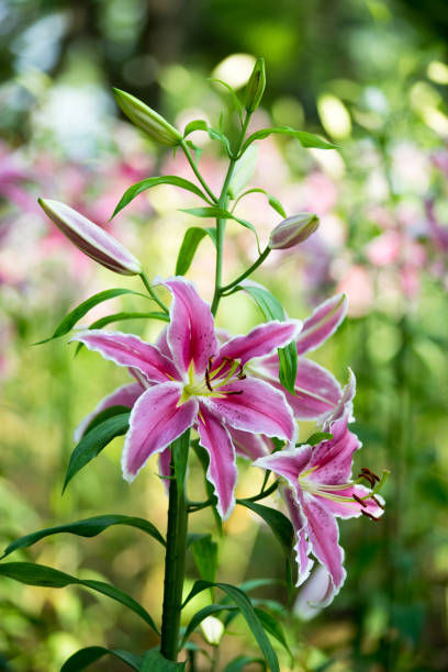 istock Colorful lily flower 817425712