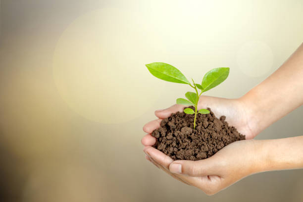 istock Hands holding a young plant in soil with copy space. 817425868