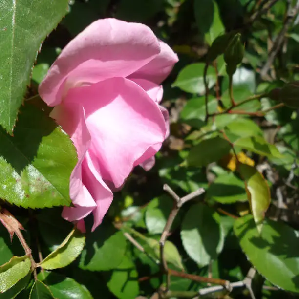 The head of a pink rose flower in foliage