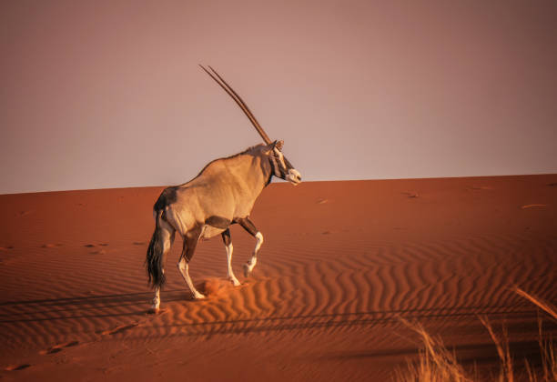 Oryx climbing red sand dune in evening light in Namib Desert, Namibia. Side view of one oryx walking on rippled sand with legs kicking sand. In Sossusvlei, Namib Desert. gemsbok photos stock pictures, royalty-free photos & images