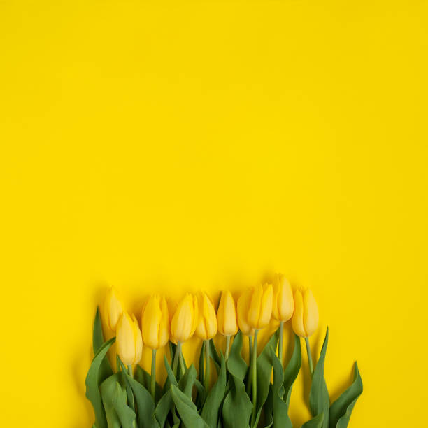 istock Yellow tulips on yellow background 817426346