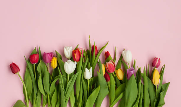istock Row of bright flowers on pink 817426518