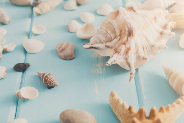 istock Seashells on blue wood, sea vacation background 817431162