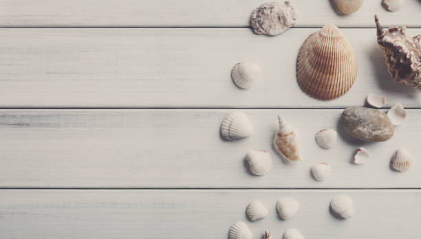 istock Seashells on white wood, sea vacation background 817431480