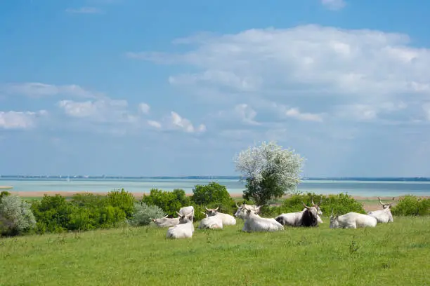 Grey Cattles resting at lake Balaton near to Balatonfured in Hungary