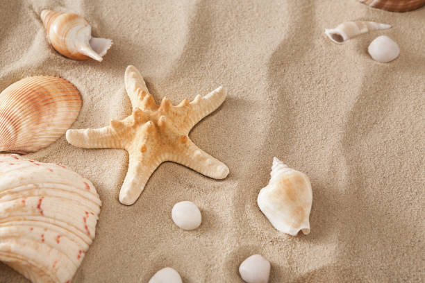 istock Sea beach sand and seashells background, natural seashore stones and starfish 817432126
