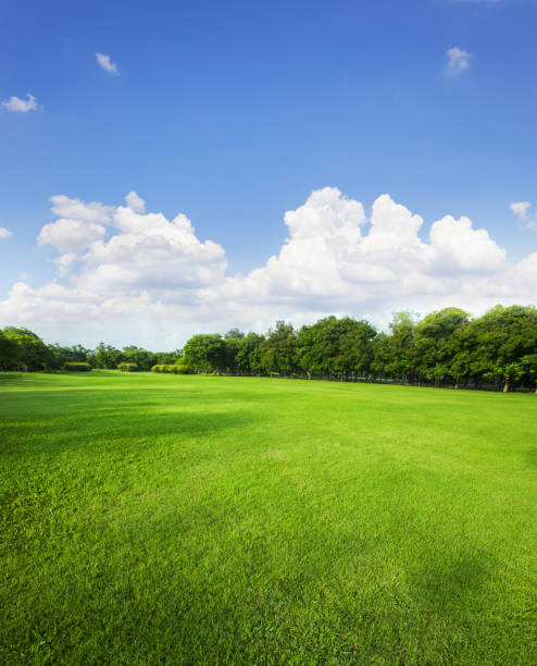 잔디 필드와 자연 배경으로 녹색 환경 공원 사용의 풍경 배경 - field landscape grass green 뉴스 사진 이미지