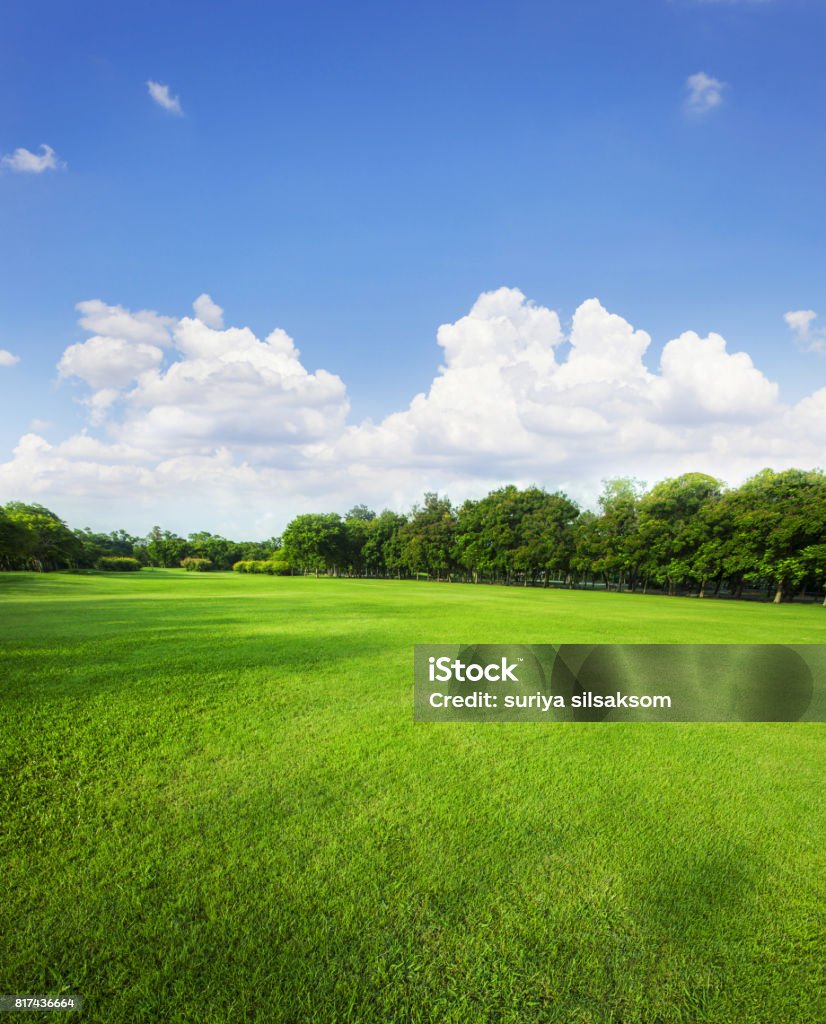 landscape of grass field and green environment public park use as natural background,backdrop Public Park Stock Photo