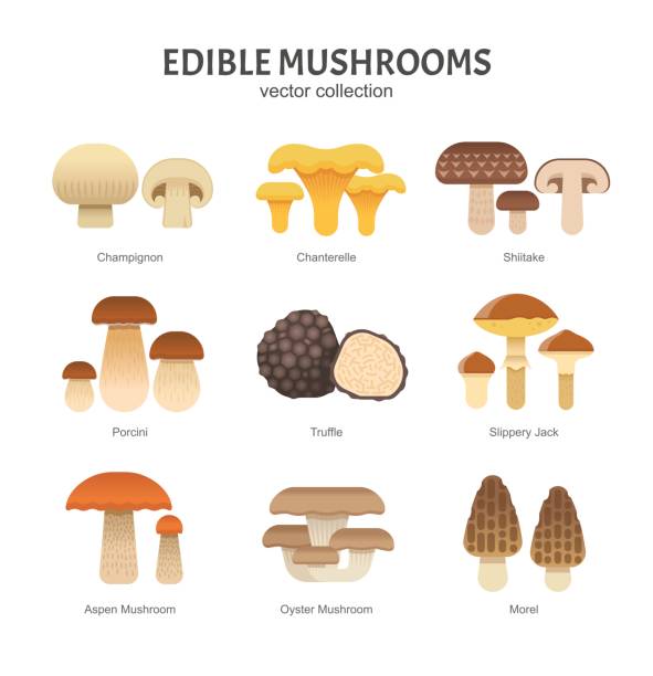 Edible mushrooms set. Vector illustration of different types of mushrooms, such as Champignon, Chanterelle, Shiitake, Porcini, Slippery Jack and Truffle in trendy flat style. Isolated on white. crimini mushroom stock illustrations