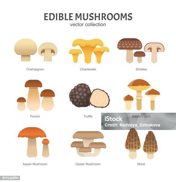 Edible Mushrooms Set Stock Illustration - Download Image Now - Edible Mushroom, Mushroom, Vector