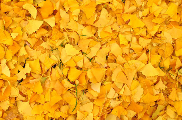 istock Yellow leaves on the ground in autumn 817437728