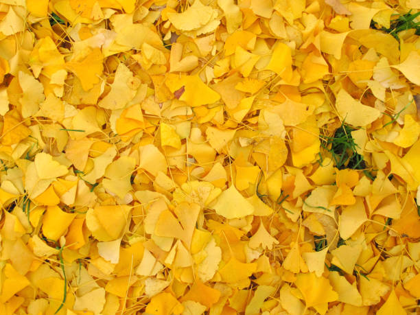 istock Yellow leaves on the ground in autumn 817437766