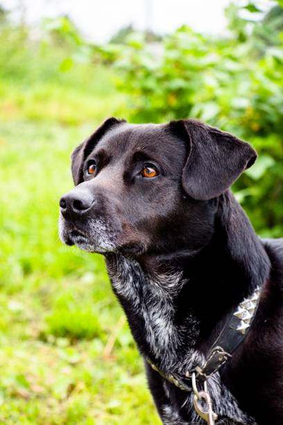 istock A homemade black dog on a leash. 817442100