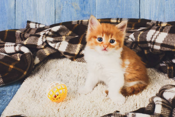 istock Red orange kitten at blue wood 817442964