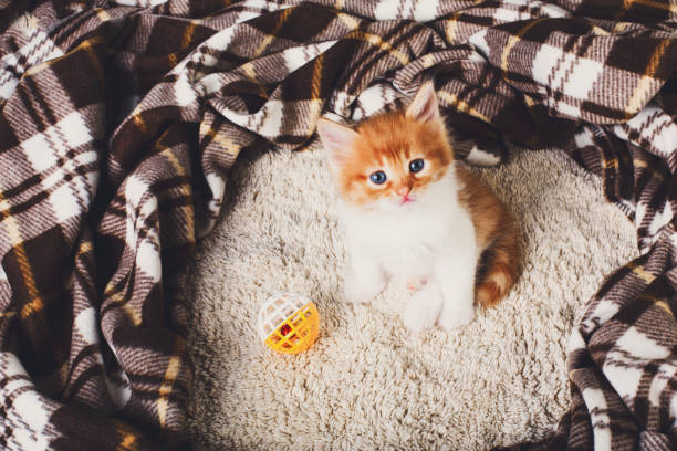 istock Funny ginger kitten at plaid blanket 817443058