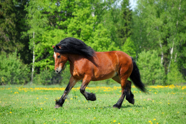 istock Bay horse skips on a meadow against woods 817460854
