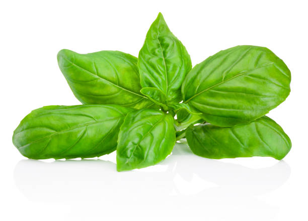 istock Fresh green basil herb leaves isolated on white background 817461012