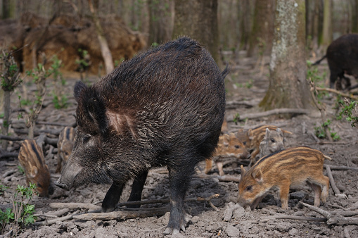 Wild boar with puppies
