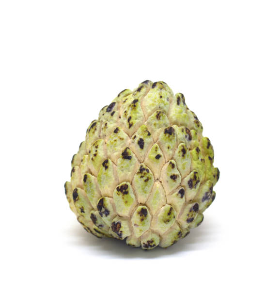 istock Sugar apple isolated on white background. Annona cherimoya photo in lightbox. 817471940