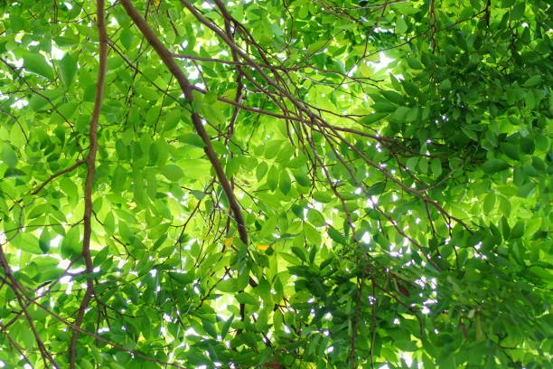 istock Fresh green leaves in springtime 817475386