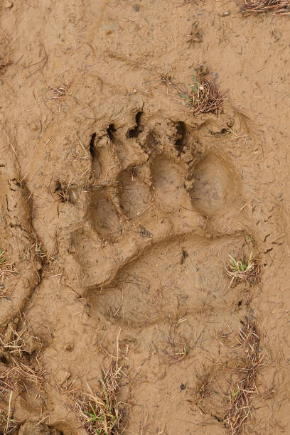 istock Bear footprint on clay soil 817478360