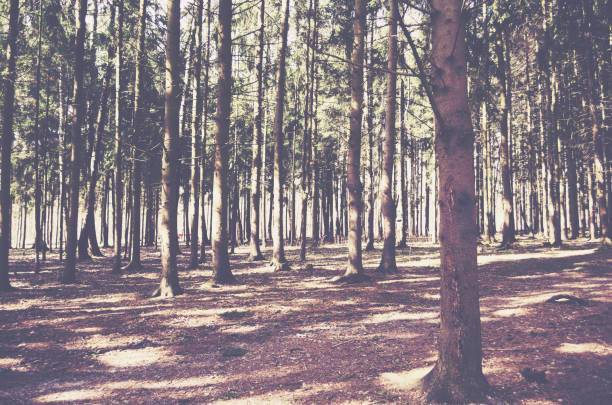 bosque de pinos en el soleado día de otoño - confucian forest fotografías e imágenes de stock