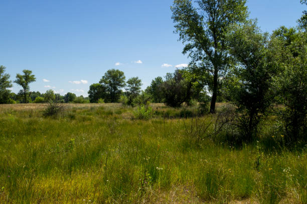 istock Summer landscape with green trees, meadow and blue sky 817480782