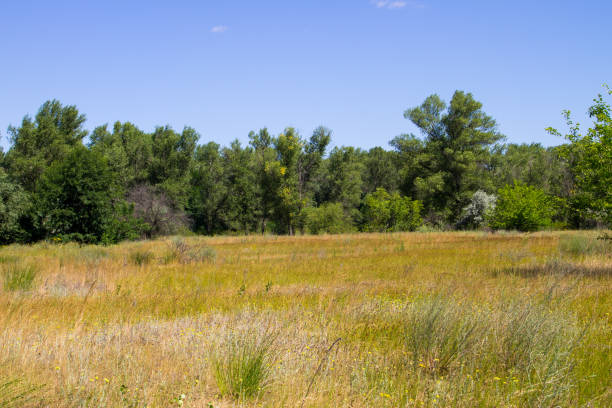 istock Summer landscape with green trees, meadow and blue sky 817480816