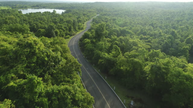 Aerial view of road in the forest
