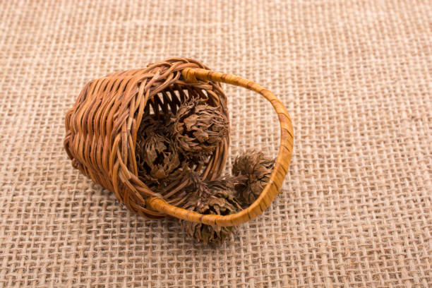 istock Brown pod, capsule in and in a tiny basket 817486642