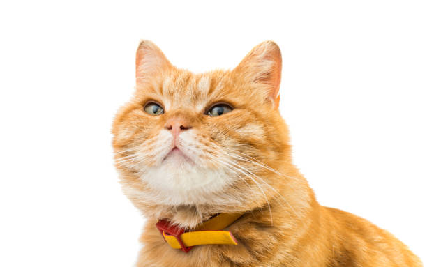istock Red domestic cat looking up 817487636